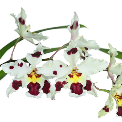 帕夫。 leucochilum × sib 尼克兄弟交