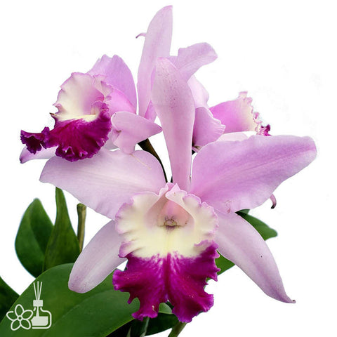 帕夫。 leucochilum × sib 尼克兄弟交