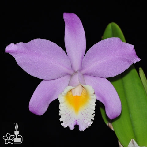 帕夫。 leucochilum × sib 尼克兄弟交