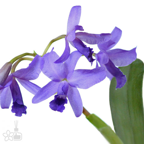 帕夫。 leucochilum × sib 尼克兄弟交