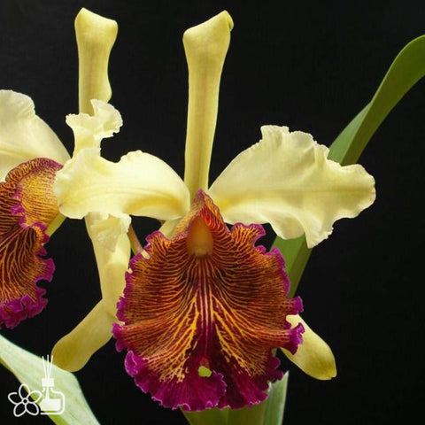 帕夫。 leucochilum × sib 尼克兄弟交