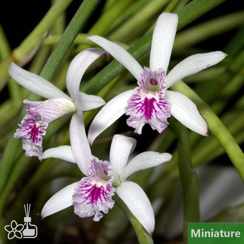 帕夫。 leucochilum × sib 尼克兄弟交