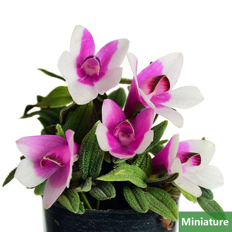 帕夫。 leucochilum × sib 尼克兄弟交