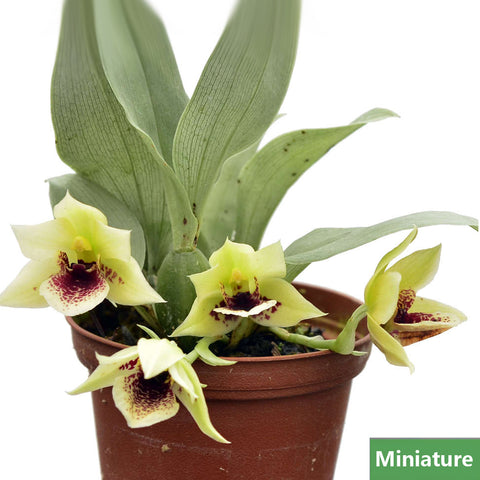 Promenaea riograndesis