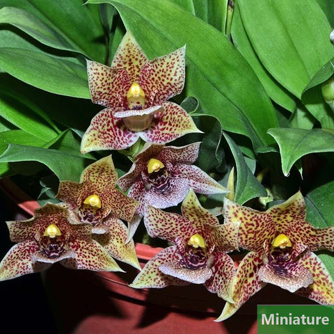 Promenaea rollissonii