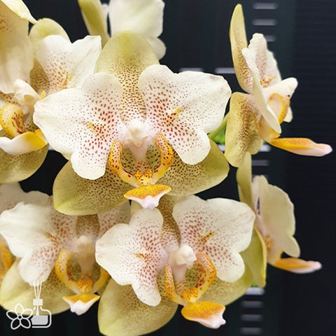 Phal. Little Emperor '560' (peloric - 2 eyes) 小皇帝 '560' (兩眼)