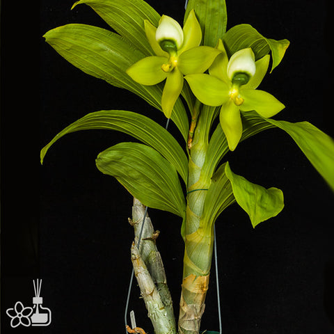 Cyc. Mass Confusion 綠天鵝蘭