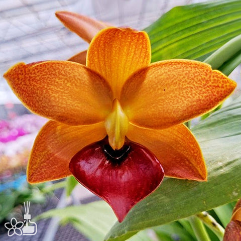 Cyc. Taiwan Gold Orange 橘色天鵝蘭 '252'