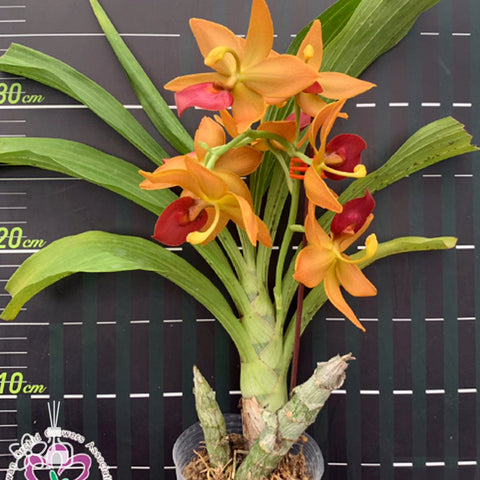 Cyc. Taiwan Gold Orange 橘色天鵝蘭 '252'