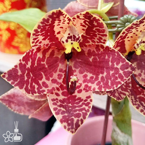 Cyc. TIDC Purple Frilled Lizard 'Orange Coffee' 橘色咖啡天鵝蘭
