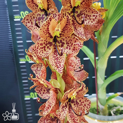 Cyc. TIDC Purple Frilled Lizard 'Orange Coffee' 橘色咖啡天鵝蘭