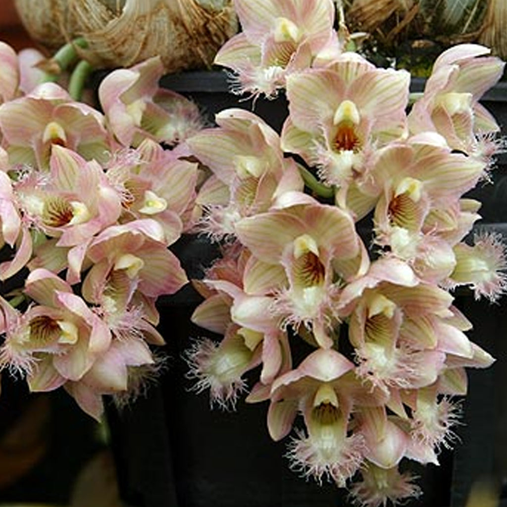 Clowesia Grace Dunn 格蕾絲 – Orchidmart