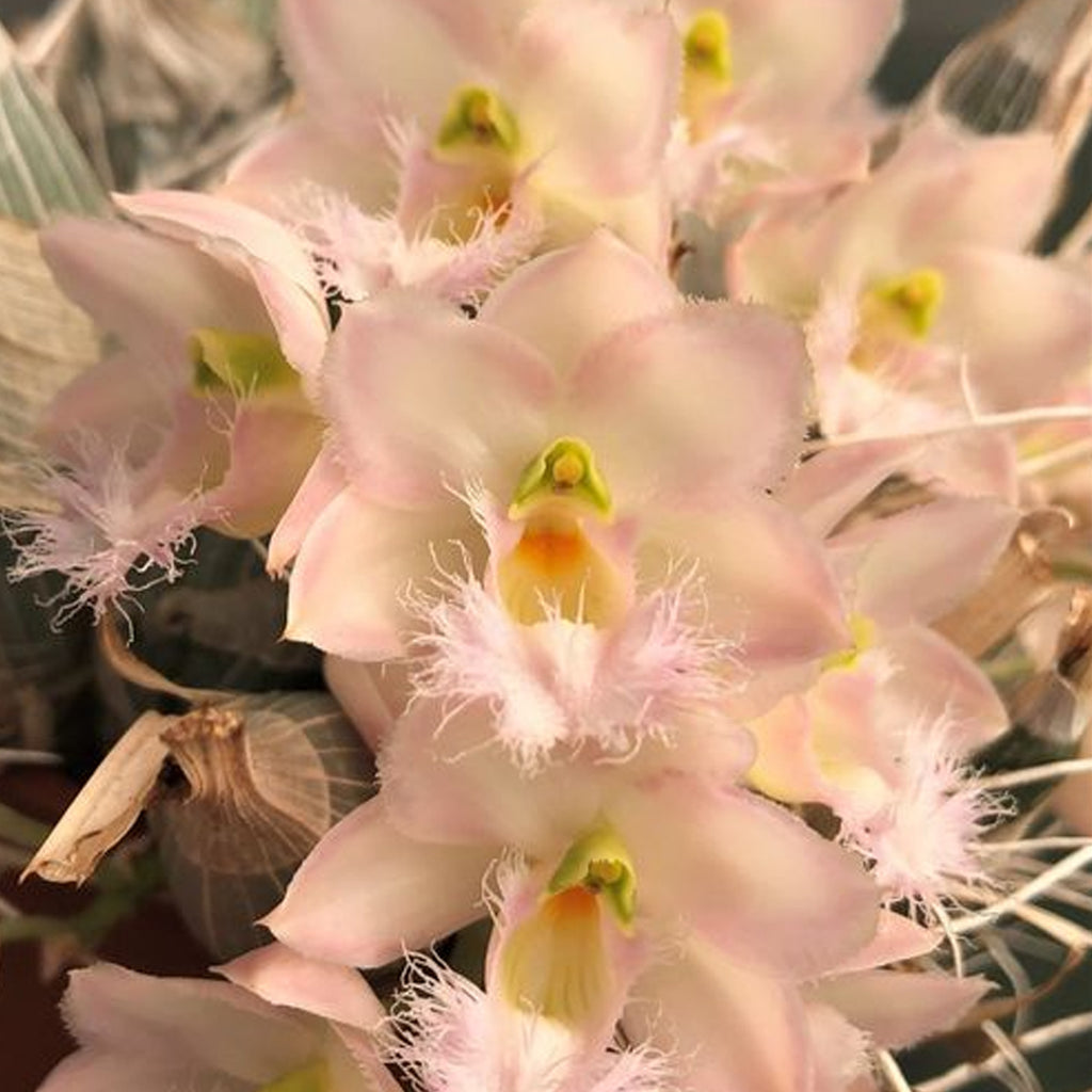 タケノコ蘭 Clowesia Grace Dunn Beaver Valley 洋蘭 Clowesia Grace Dunn 'Beaver Valley' クロウェシア