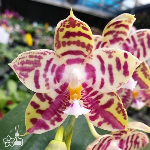 Phal. Lyndon Mix Zebra '708' 林登斑馬 '708'