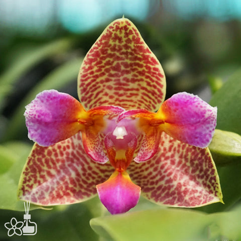 法爾。 speciosa "Mauve" 罩花蝴蝶“芋頭色”