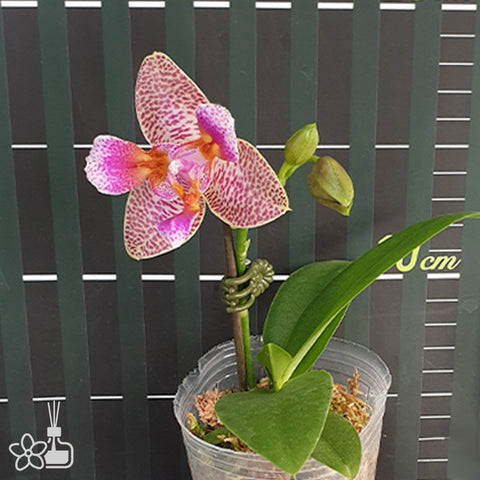 法爾。 speciosa "Mauve" 罩花蝴蝶“芋頭色”