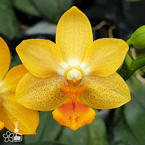 法爾。 speciosa "Mauve" 罩花蝴蝶“芋頭色”