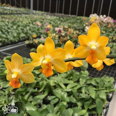 法爾。 speciosa "Mauve" 罩花蝴蝶“芋頭色”