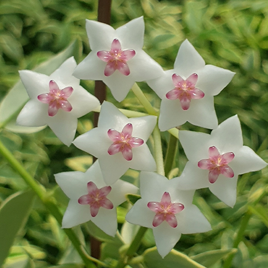 鉢花 518 Hoya bella 'AlbomarginataVariegata' 鉢花 518 Hoya bella 鉢花 518 Hoya bella 'AlbomarginataVariegata' 鉢花 518 Hoya bella