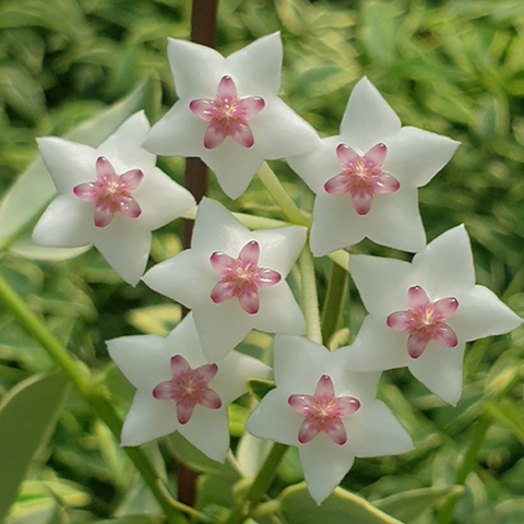 Hoya bella (variegata) 貝拉波斯蘭 (出藝)