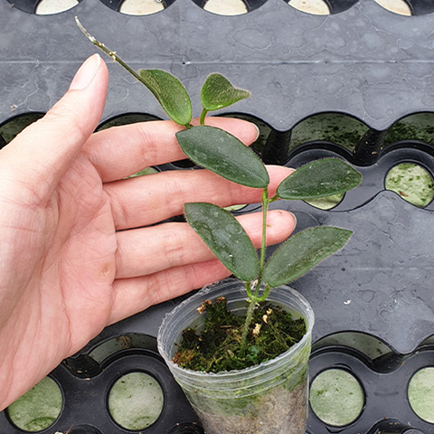 Hoya thomsonii 'White' 白西藏