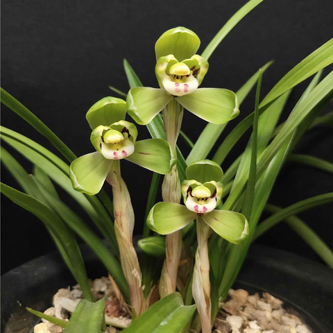 Cymbidium goeringii He-Shi 春蘭鶴市