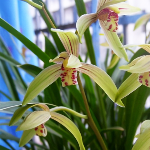 Cymbidium ensifolium "Xiao-Tao-Hong" 小桃紅