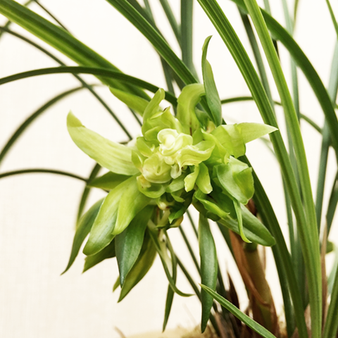 Cymbidium goeringii Da-Tang-Sheng-Shi 春蘭大唐盛世
