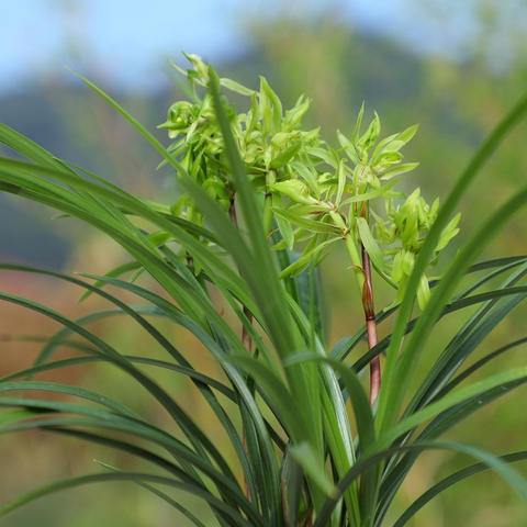 Cymbidium goeringii Da-Tang-Sheng-Shi 春蘭大唐盛世
