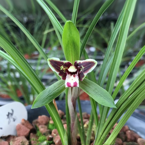 Cymbidium goeringii Hei-Mao-Rui-Die 春蘭黑貓蝶