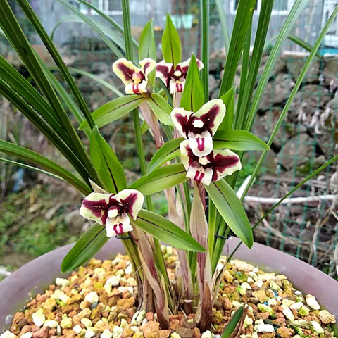 Cymbidium goeringii Hei-Mao-Rui-Die 春蘭黑貓蝶