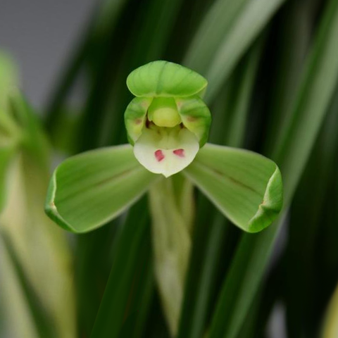 Cymbidium goeringii He-Shi 春蘭鶴市