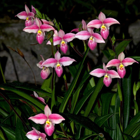 帕夫。 leucochilum × sib 尼克兄弟交