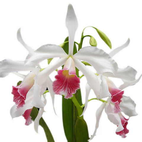 Laelia purpurata var. carnea pink Lip 粉唇婆婆