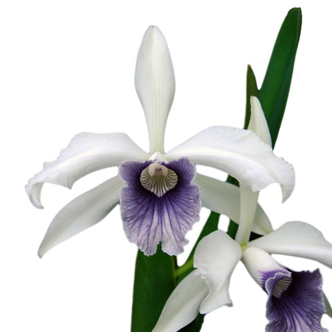 帕夫。 leucochilum × sib 尼克兄弟交