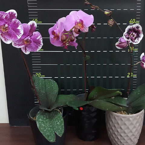 法爾。 hieroglyphica × sib 象形文字蝴蝶蘭兄弟交通