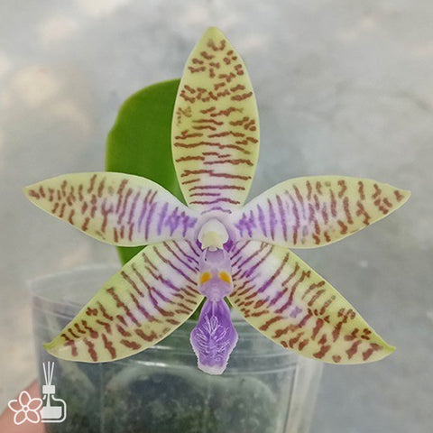 法爾。 hieroglyphica × sib 象形文字蝴蝶蘭兄弟交通