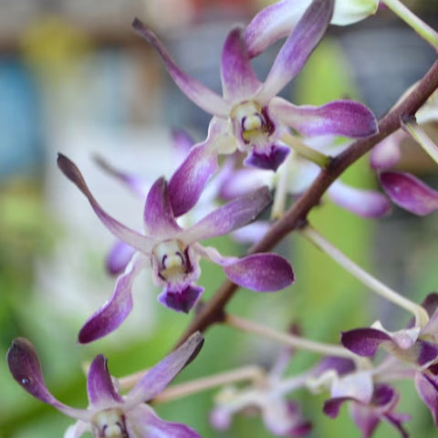 登。 Blue Twinkle 藍光