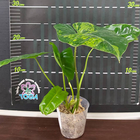 Philodendron Florida Ghost 幽靈紫綠絨