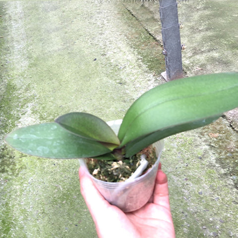 Phal. Swallow Bridal Dress '1214' 斯華洛大婚紗 '1214'