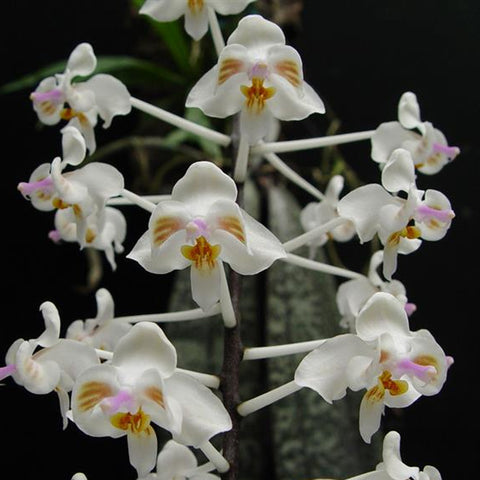 法爾。 celebensis × sib 蘇拉威西兄弟交通