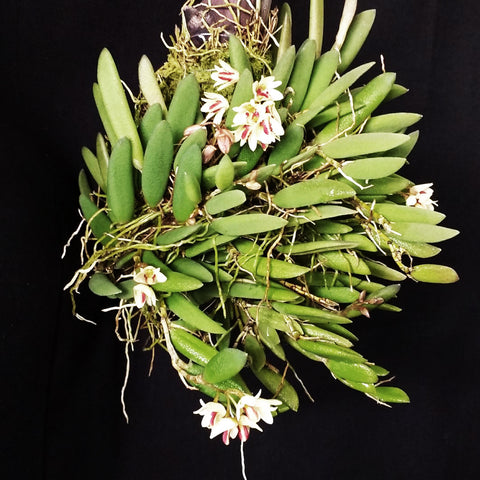 書房。剛體×同胞