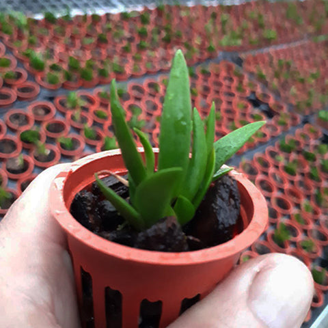 書房。剛體×同胞