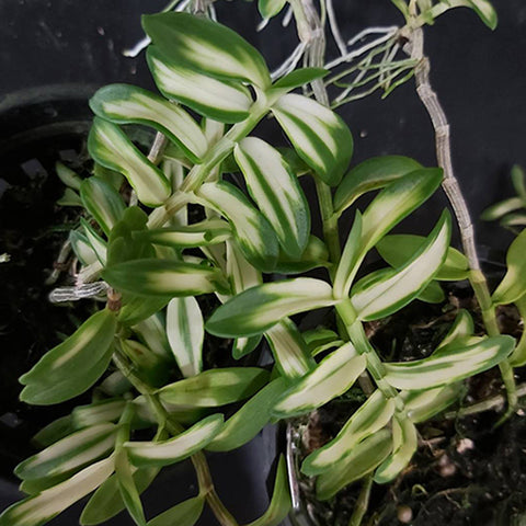 書房。 loddigesii (葉的變異) 揚龍石斛中透藝