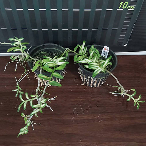 書房。 loddigesii (葉的變異) 揚龍石斛中透藝