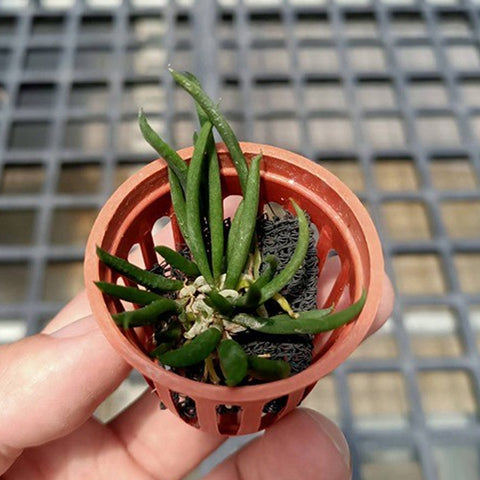 書房。 cucumerinum × sib 苦瓜石斛