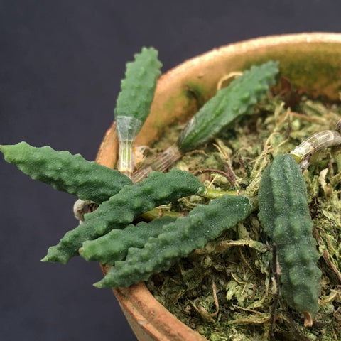 書房。 cucumerinum × sib 苦瓜石斛