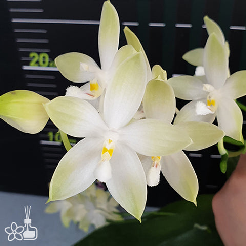 法爾。 tetraspis 'Wisp' 罩花蝴蝶 '青縷'