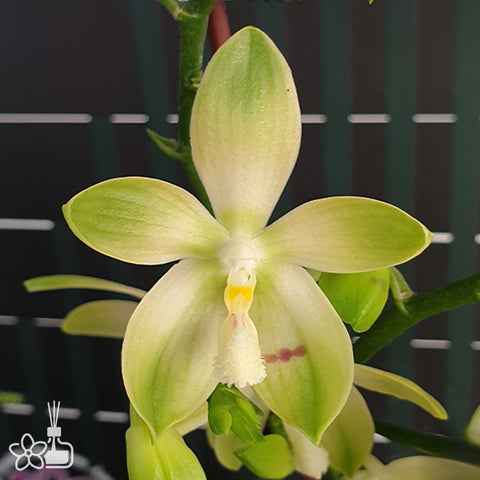 法爾。 tetraspis 'Wisp' 罩花蝴蝶 '青縷'