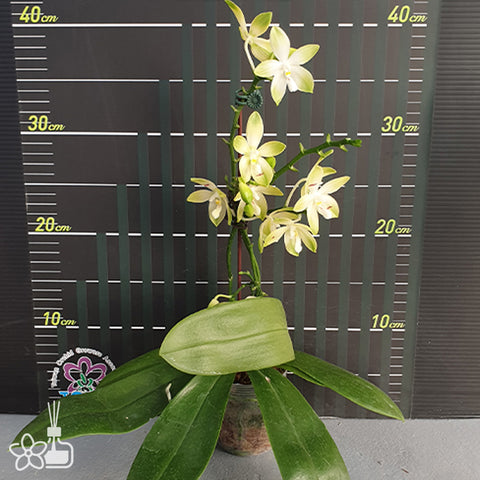 法爾。 tetraspis 'Wisp' 罩花蝴蝶 '青縷'